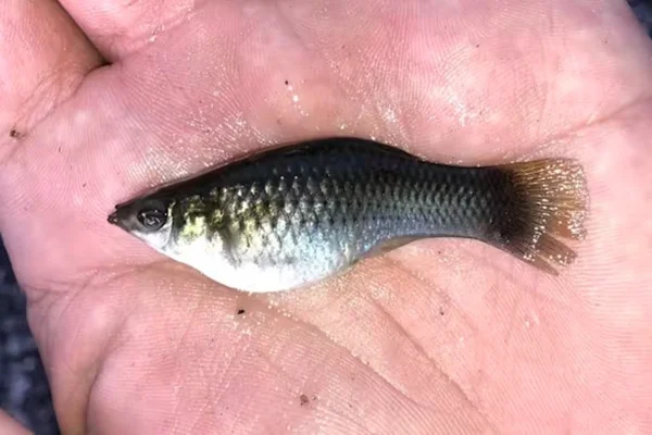 Imagem colorida de uma espécie de peixe na mão de uma pessoa - Metrópoles