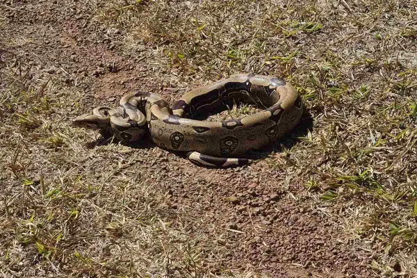 Vídeo mostra jiboia rastejando em pista do Parque de Águas de Claras