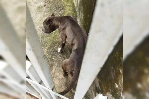 Foto colorida de cachorro em estado de magreza