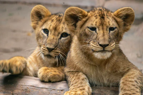 Os quatro filhotes de leão nasceram em novembro no Zoo de São Paulo. Eles estão na maternidade e podem ser vistos pelo público por uma TV - Metrópoles