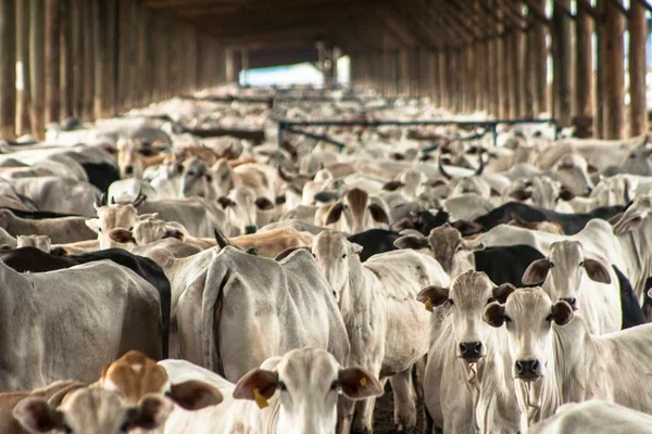 Secretaria do DF atualiza multas para transporte e cuidado animal. Veja novos valores
