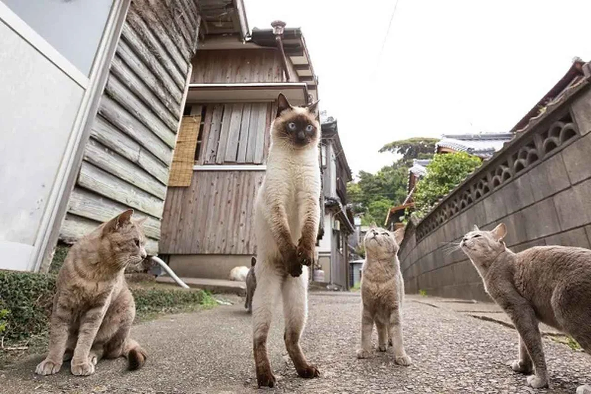 'Tiro livre de futebol', finalista do Comedy Pet Photo Awards — Foto: Kenichi Morinaga/Comedy Pets 'Tiro livre de futebol', finalista do Comedy Pet Photo Awards — Foto: Kenichi Morinaga/Comedy Pets