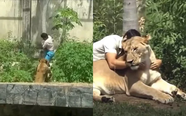 Vídeo feito com inteligência artificial (IA) mostra Gerson "Vaqueirinho" abraçando leoa, ao invés de ser morto em ataque