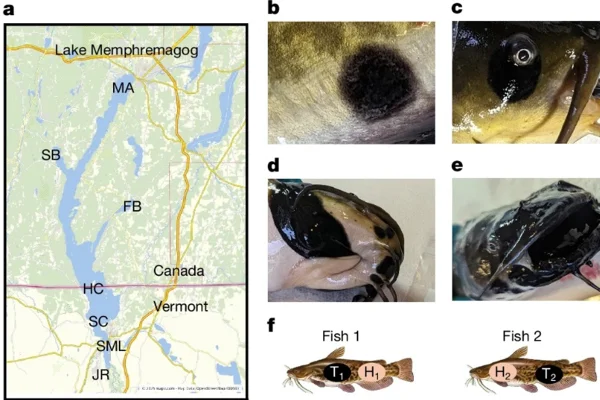 Imagem mostra incidência de câncer melanoma em peixes - Metrópoles