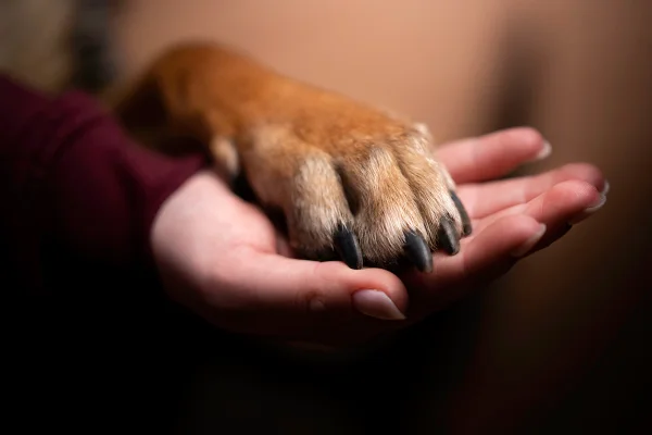 Pata de cachorro na mão humana. Imagem de amizade entre homem e cachorro. Metrópoles