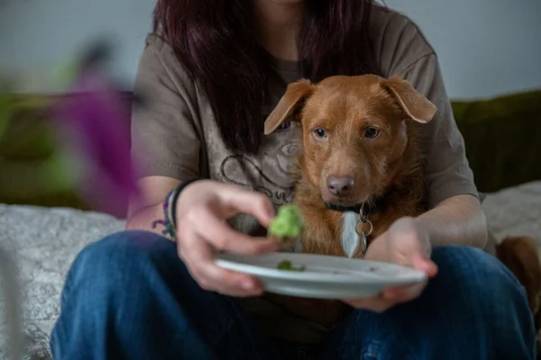 Cachorro querendo comer abacate