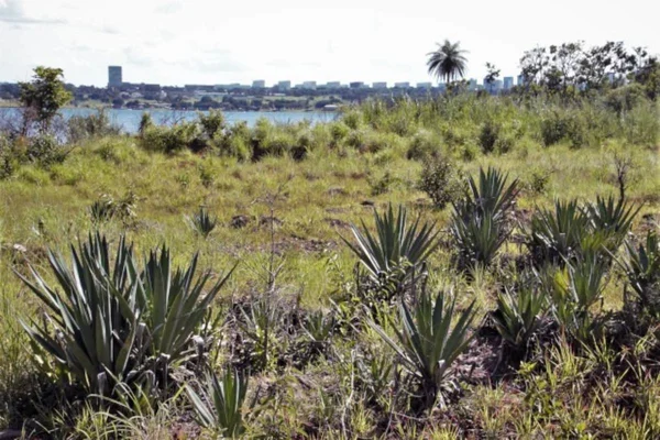 Para recuperar Cerrado, UnB terá plantio de 1,7 mil mudas