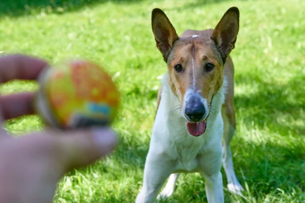 Imagem colorida de cachorro olhando bola na mão do dono