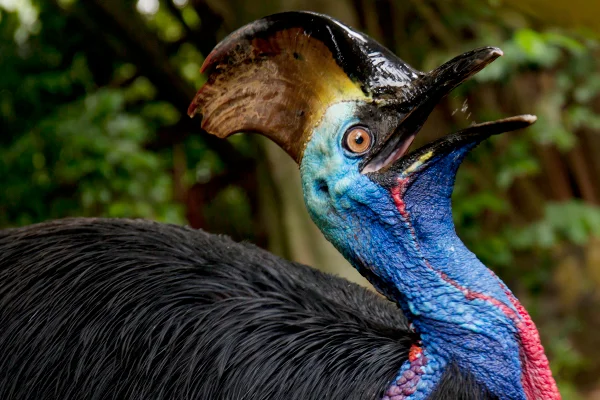 Imagem mostra um casuar, que é uma ave gigante de pescoço azul e crista endurecida - Metrópoles