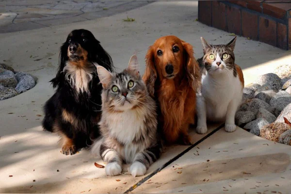 cães e gatos
