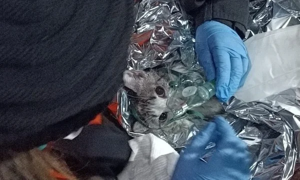 gato com máscara