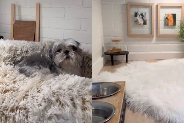 Cão viraliza ao ganhar um quarto todo decorado para chamar de seu