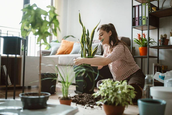 Plantas em casa