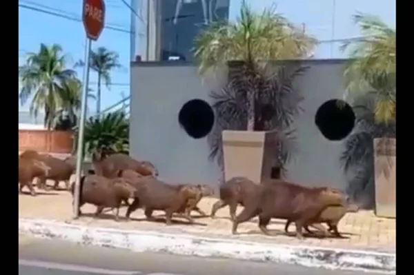 capivaras em porangatu goiás 1