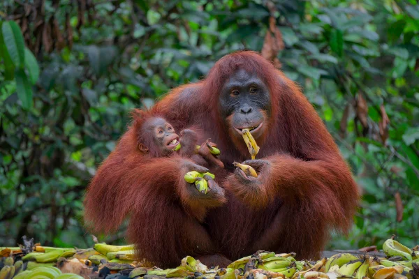 Foto colorida de macacos na natureza comendo banana - Os macacos comem banana na natureza? Saiba qual a dieta desses animais - Metrópoles