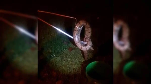 Homem bêbado dorme ao volante e acorda com cobra de 4,57m no colo