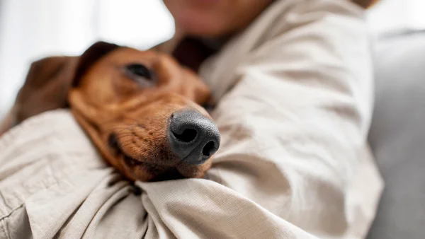 Foto colorido de cachorro com semblante triste no colo de tutor
