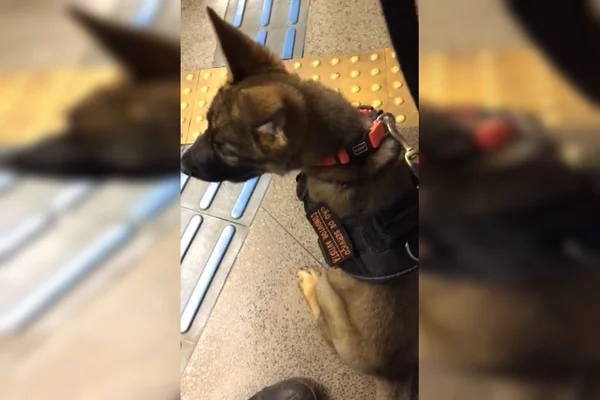 Pastor alemão sentado em chão de metrô