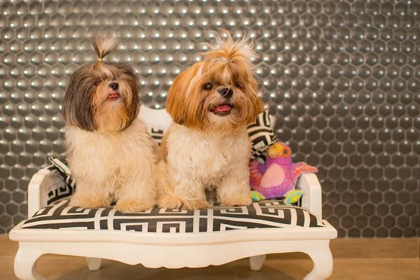 Daycare: tudo que você precisa saber sobre a “creche” para cães