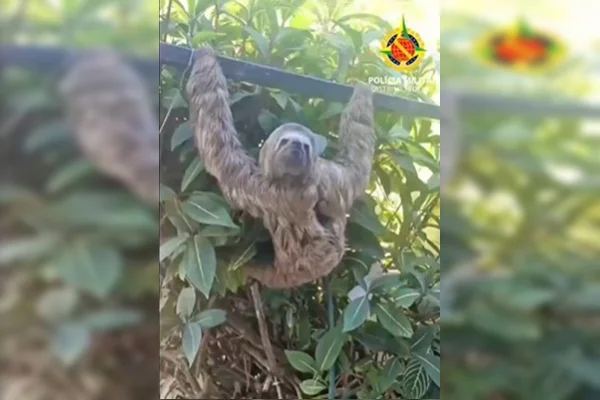 Bicho-preguiça é resgatado após aparecer no quintal de morador do DF