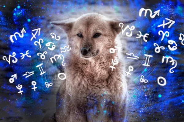 Saiba qual raça de cachorro você deveria ter de acordo com seu signo