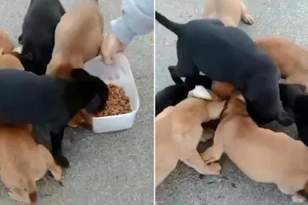 Imagem colorida mostra sete filhotes de cachorro famintos após resgate. Eles disputam dois potes de ração - metrópoles