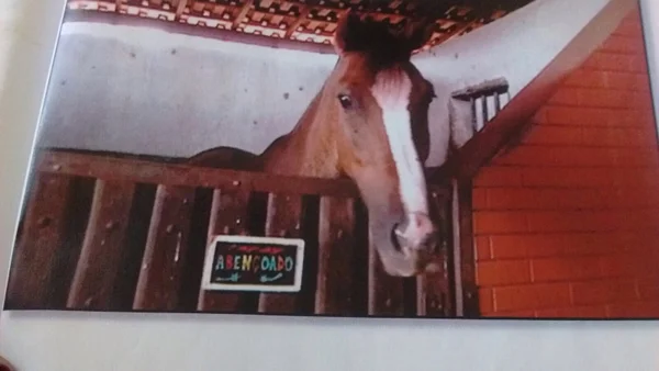 Cavalo Abençoado é encontrado em Planaltina