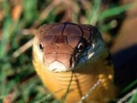 cobra real wikipedia
