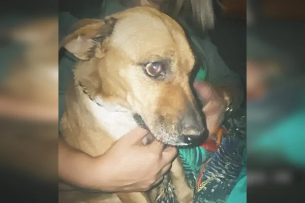 Idoso de 72 anos é preso por suspeita de zoofilia e maus-tratos a cão