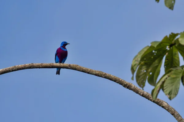 Foto colorida de ave crejoá em galho de árvore