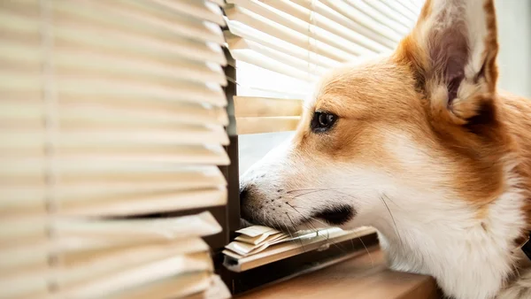 Volta à rotina pós-Carnaval pode deixar pets ansiosos, diz veterinária