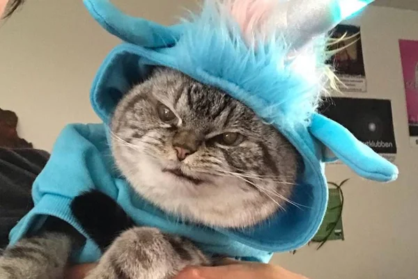Gatinho que fica “bravo” o tempo todo vira sucesso na web