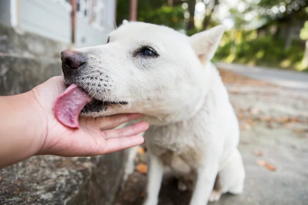 foto colorida de cachorro lambendo a mão de uma pessoa
