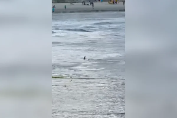 Imagem colorida dr tubarão perto de faixa de areia em praia. Metrópoles