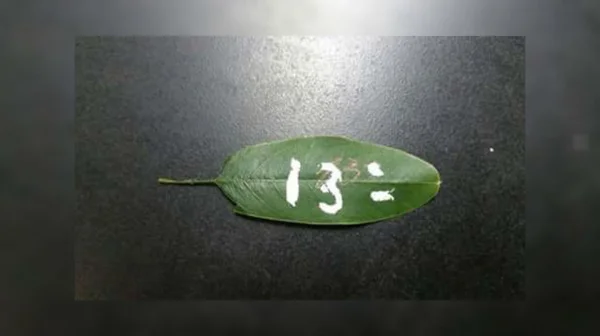 13º de servidores do GDF atrasa de novo e vira piada