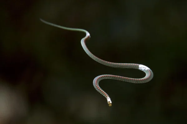 Cobras voadoras que pulam entre árvores são alvos de pesquisas científicas