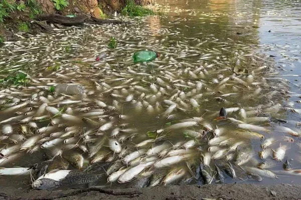 Peixes mortos no Rio Piracicaba