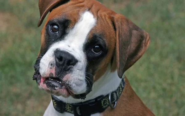 Mulher tenta apartar briga de cachorros e é mordida nas nádegas