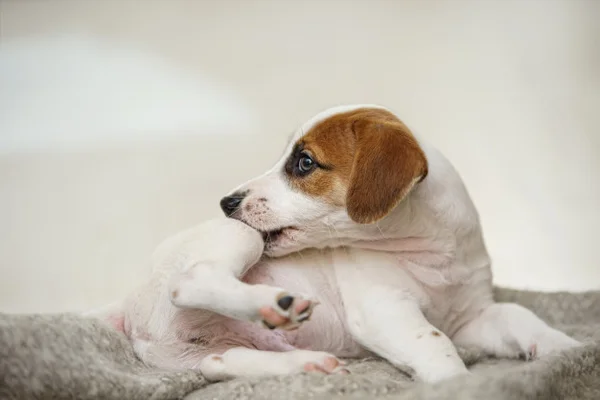 Cachorro com pulga