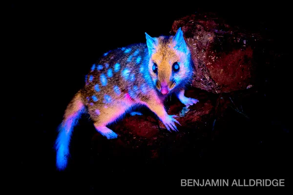 Imagem colorida de marsupial brilhante - Metrópoles