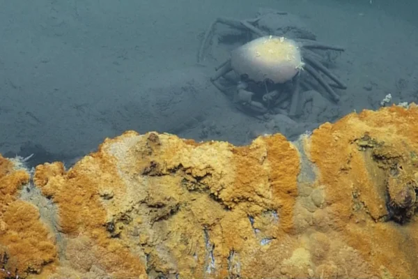 Em 2015, os pesquisadores navegaram pelo fundo do oceano com um rover chamado de Hércules piscina oceânica - Metrópoles