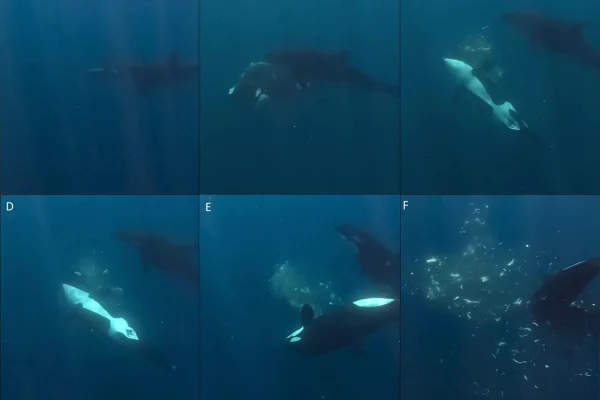 Imagem colorida de orca ataque peixe-lua - Metrópoles
