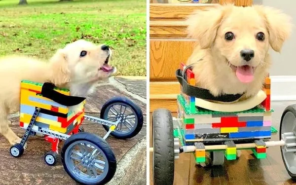 Cachorrinha deficiente com cadeira especial feita de lego