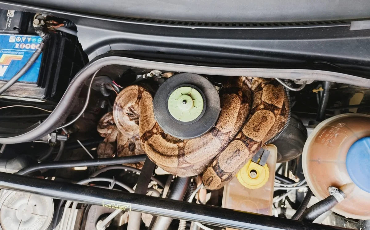 Cobra jiboia é encontrada em motor de carro em MG Cobra jiboia é encontrada em motor de carro em MG