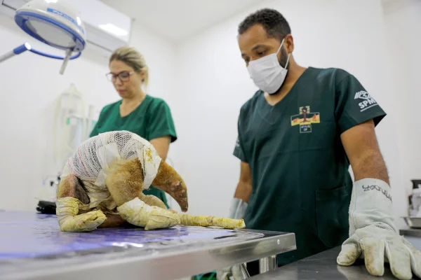 Com a seca no DF, hospital silvestre se prepara para aumento de casos - destaque galeria