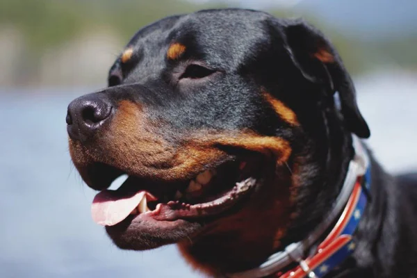 Imagem colorida, foto ilustrativa de um rottweiler- Metrópoles