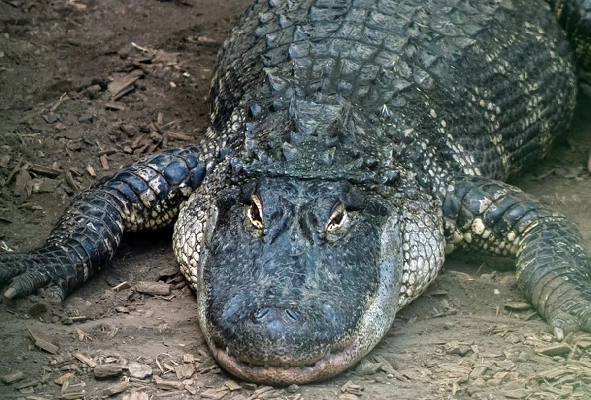 Crocodilo do Johnson's of Old Hurst, na Inglaterra Crocodilo do Johnson's of Old Hurst, na Inglaterra