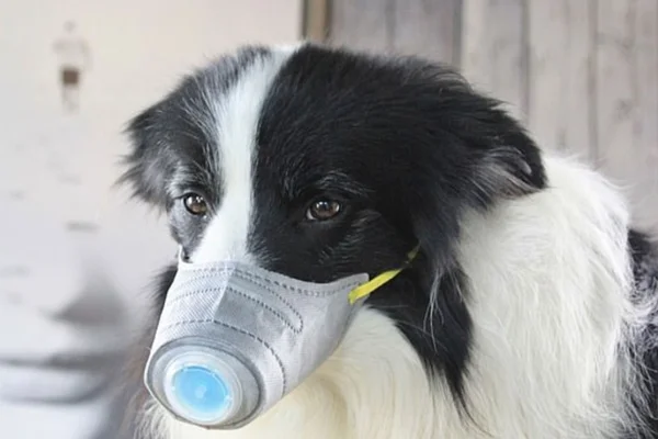 Coronavírus: venda de máscaras para cães dispara na China