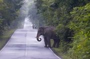 Elefante se incomoda com selfie e persegue casal na Tailândia - imagem 3