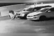 Sargento leva companheira capitã da PM desacordada Sargento leva companheira capitã da PM desacordada